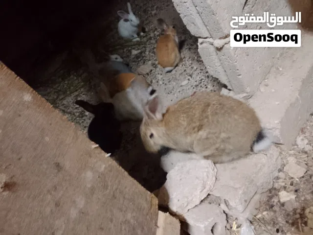 فرخات +ارانب للبيع