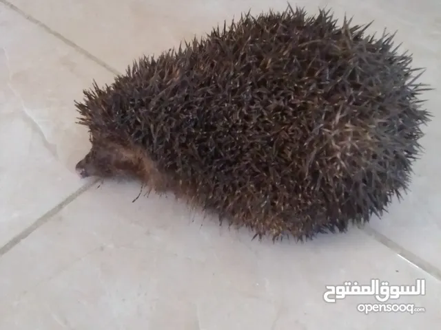 قنفذ للبيع