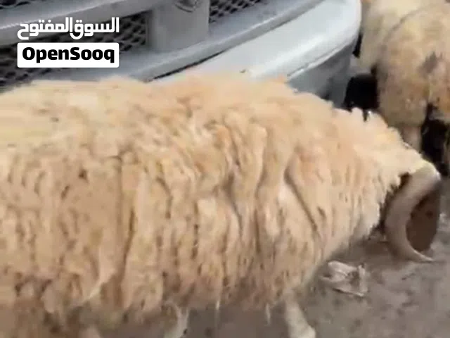 خروف كبش ربي يبارك ثني للبيع