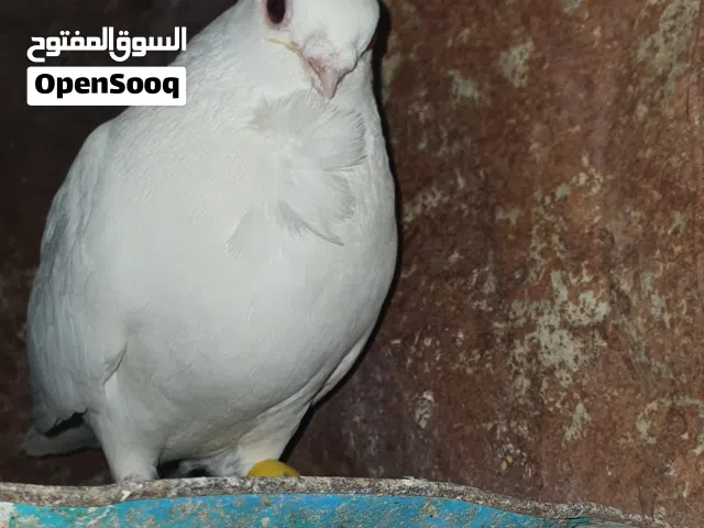 حمام زاجل نخب موجود في معان