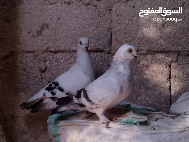 حمام كنكات وعمري وبالوني ونوري قراقطه نخب نار