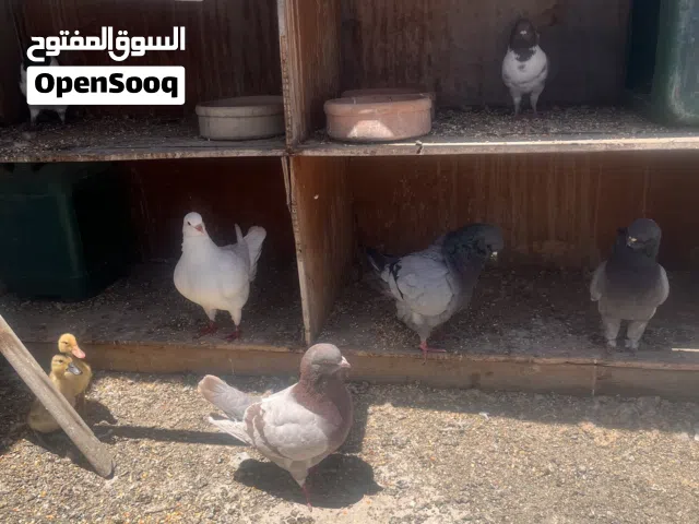 خم حمام كنج للبيع بداعي السفر