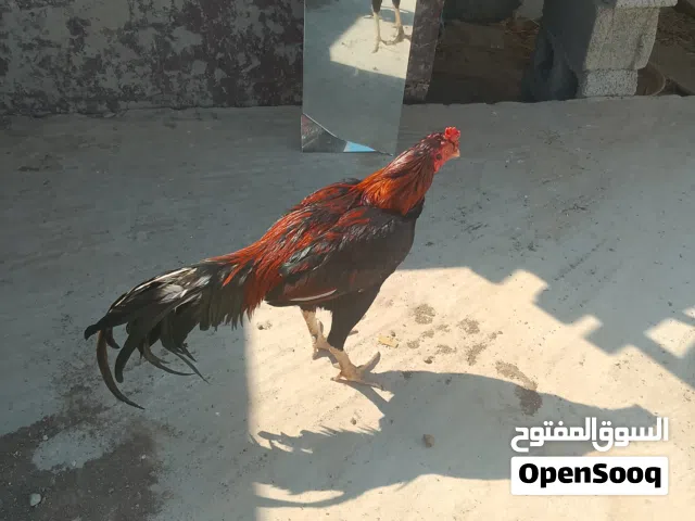 للبيع طير ما فيه شي مال ميدان او للبدل