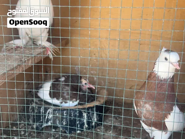 حمام زينه للبيع الثلجي  والبورانيه