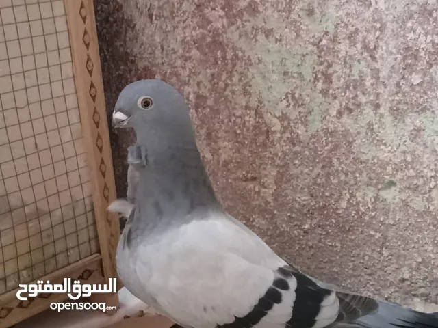 للبيع صحة ونظافة