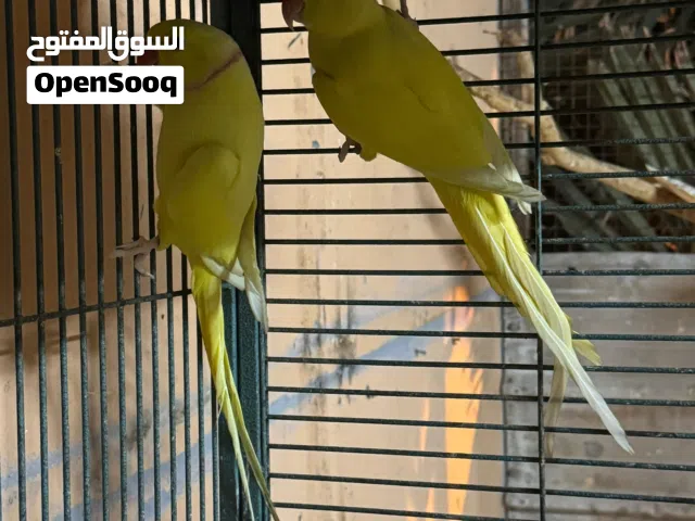 للبيع زوج متو اصفر منتج مضمون