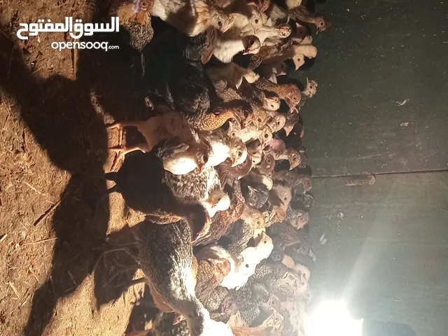فلاليس بسعر رمزي