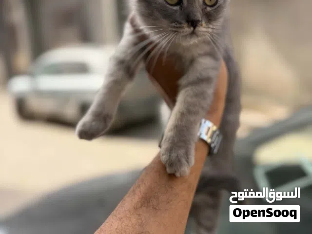 قط سكوتش عمرها شهرين ونص