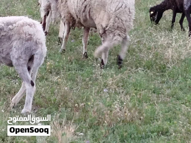 كبش الله يبارك علو وسمن