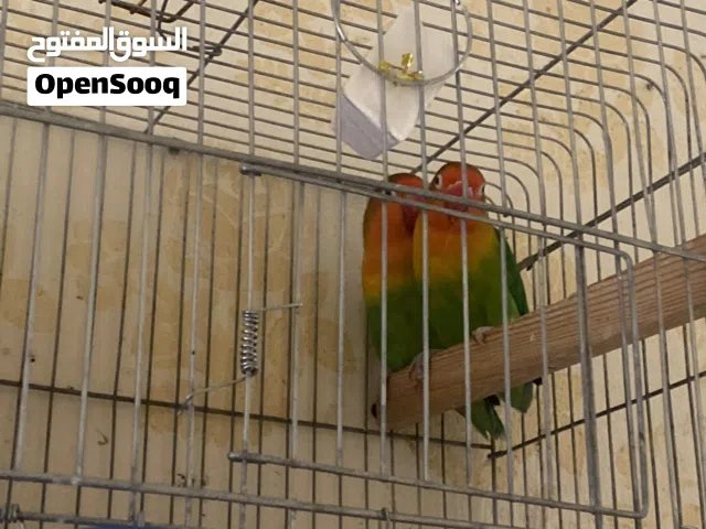 جوز فشر للبيع