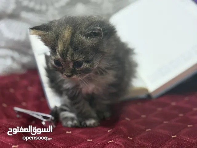 قطط هملايا بلو صغار شهر ونص نوع هملايا بلو 5/8 للتبني بلا اي مبلغ مالي لعوبات يعرفن الرمل