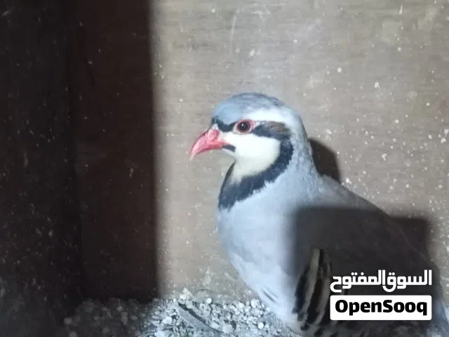 ذكر حجل للبدل