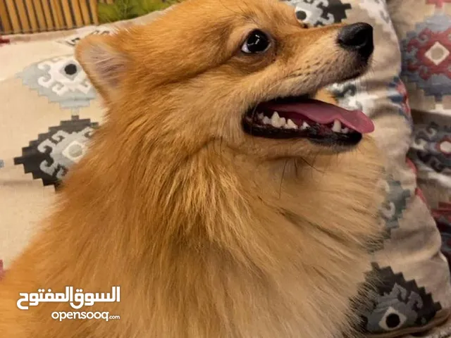 كلب بومرينيان عاجل جدا