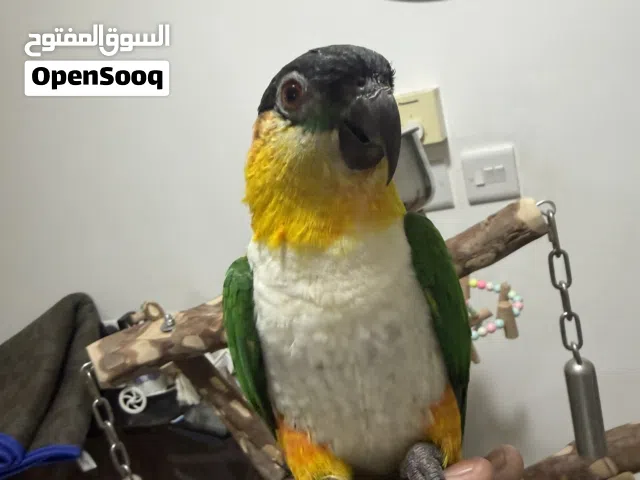 ببغاء 2300