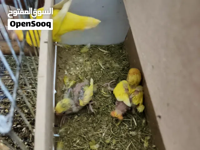 غندوره كلهن بيضات 4زواج