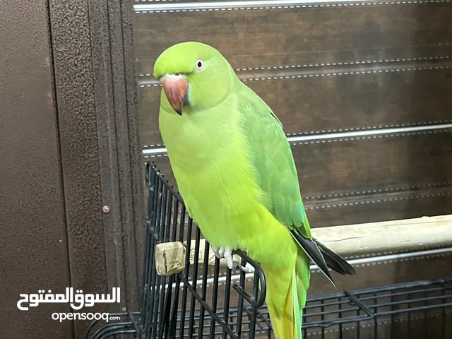 دره أليفة جاهزة للإنتاج