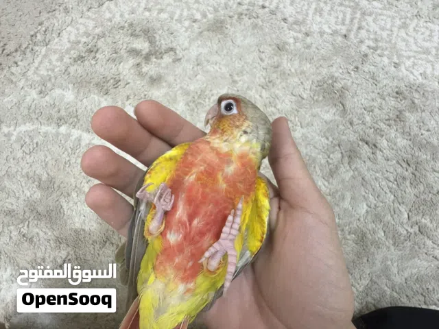 كنيور باينبل دبل رد فاكتور