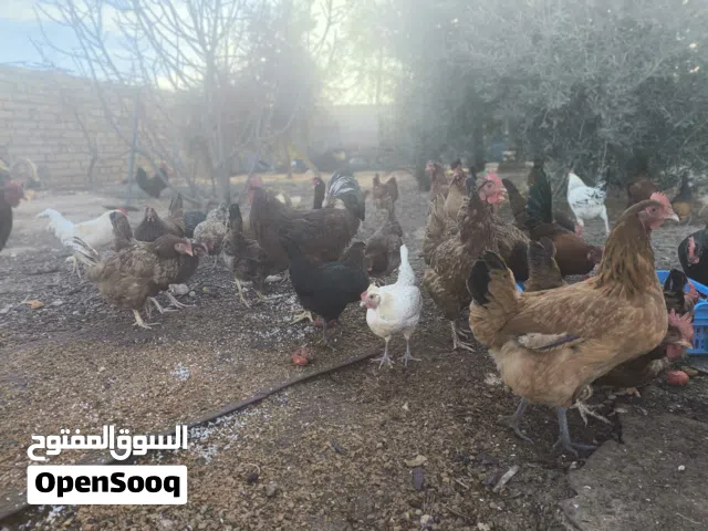 دجاج رود للبيع