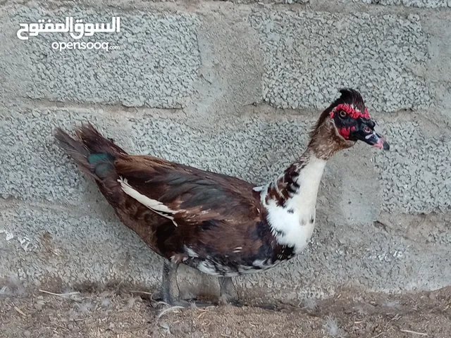 ذكر بط مصري