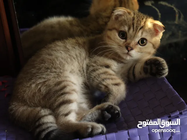 قطط سكوتش-برتش شورتهير للبيع scottish fold-british shorhair kittens for sale