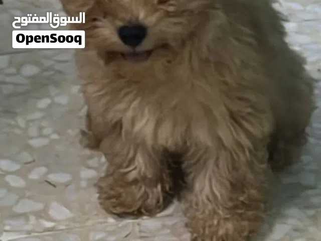 كلبه انثى ملتي بودل