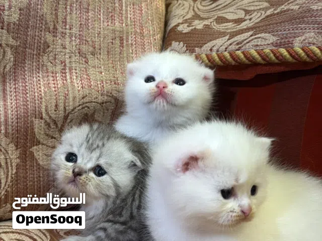 بروش القط البريطاني – أناقة لا تُقاوم