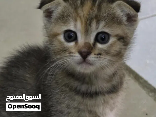scottish fold cat female baby