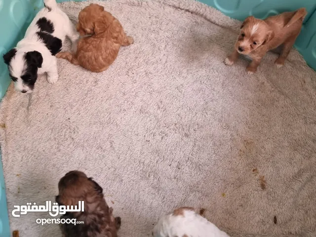 mini toy poodle