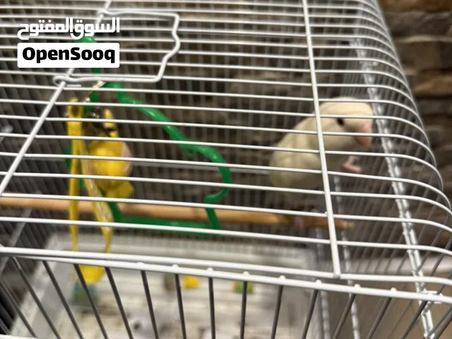 طير روز ذكر مع القفص واكله وكل شي و صحته زينه