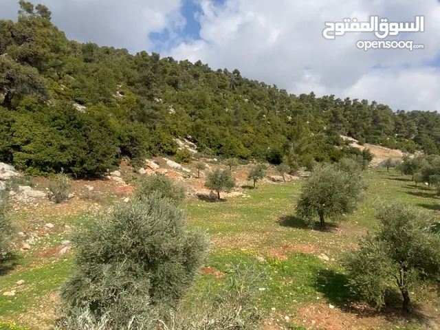 Mixed Use Land for Sale in Jerash Sakib