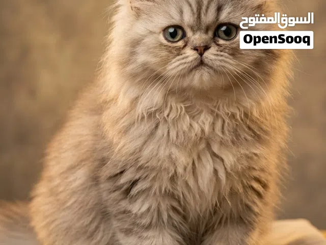 بنوته شيرازي 3 شهور بيكي فيس