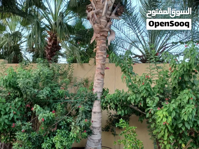 Coconut Palm - نخلة جوز الهند