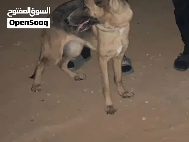 انتيه شرت هير قريب تقرزن معاش مزال هلباا