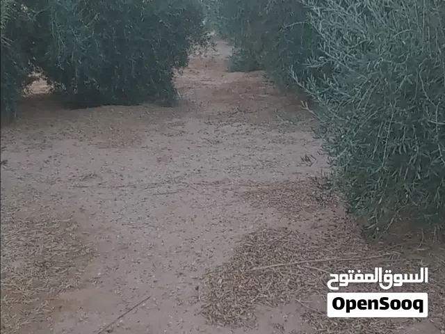 Farm Land for Sale in Sabha Other