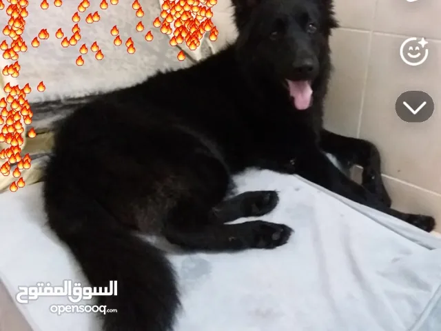 جراوي جرمن