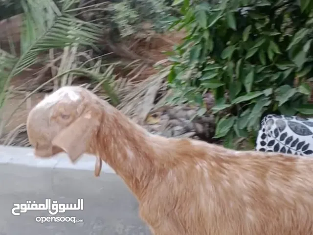 بسم الله ماشاء الله سخلات شاميات مميزات