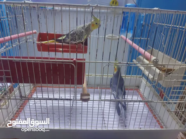 2 calopsittes 1 inséparable  4 canalous avec les cages