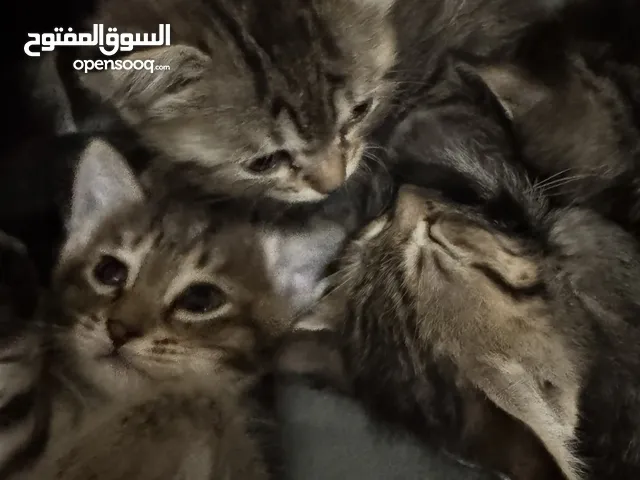 قطاو شيرازي للبيع