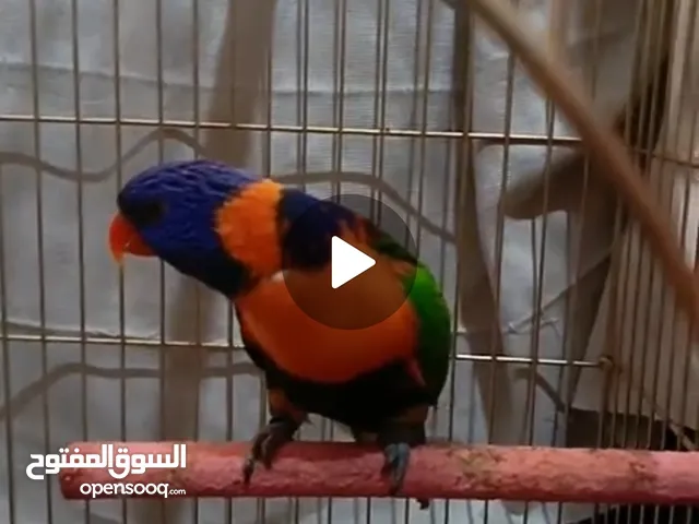 ببغاء لوري ذكر