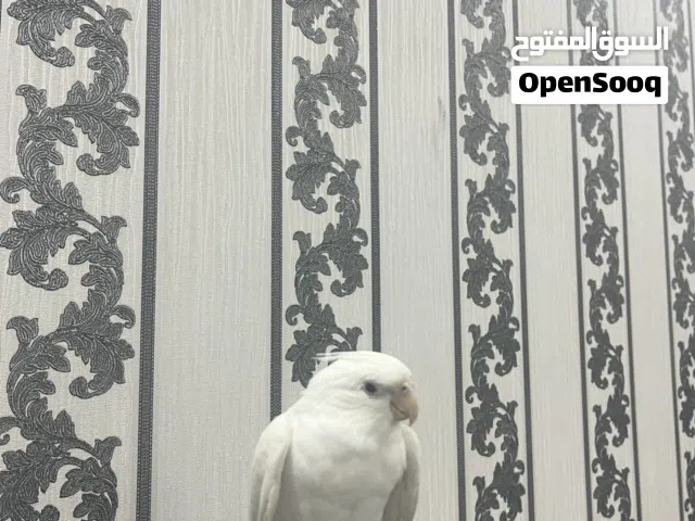 كوكتيل اليف العمر خمس شهور اللون البينو عيون حمرة.