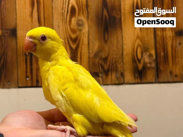 - للبيع فرخ بيبي متو نهايه الغر  - اصفر عين حمره جمر ( Latino)
