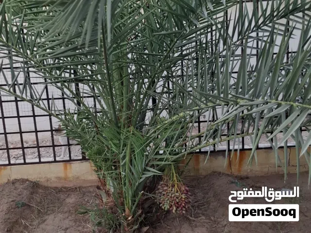 فسيلة نبته صنف جديد