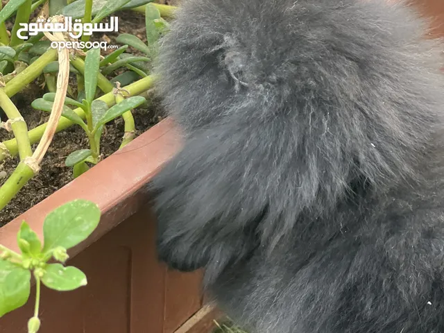 ارانب زينة Teddy Bear تيدي بير بسعر مميز
