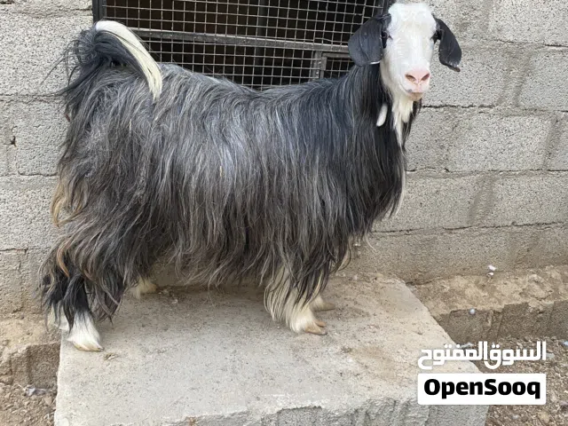 شاه من حلال رحوب مشاء الله صنف وسخلات