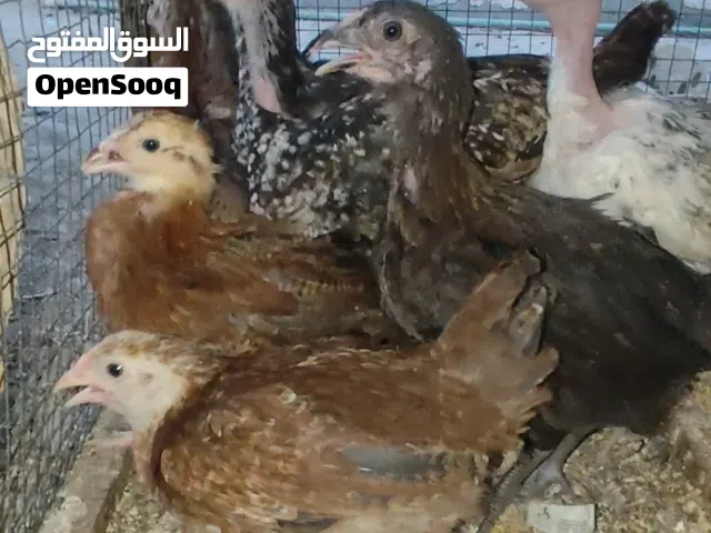 فروج دجاج عرب عمر 3 اشهر اغلبهن دجاجات