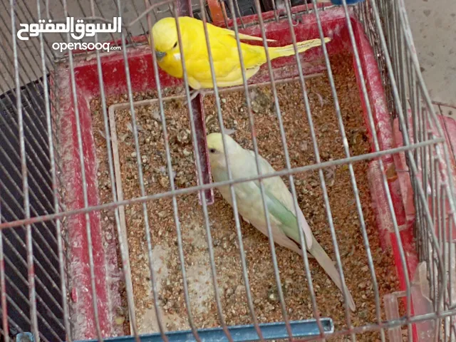 جوز حب نخب وفحلين كنار