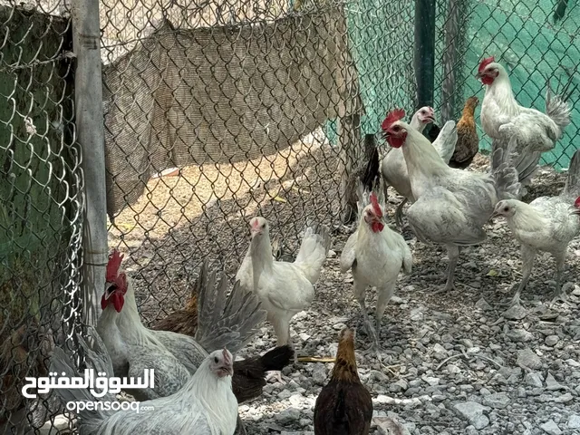 دجاج فيومي للبيع قريب الانتاج