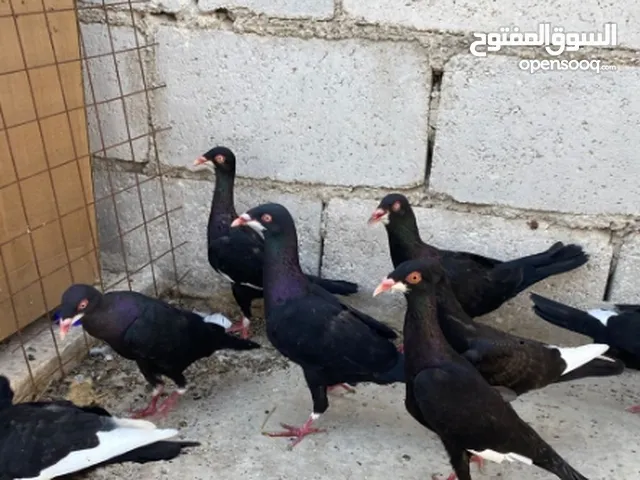 جواز ملحيات نخب النخب كلو مكفول وشغال بالصلاه على النبي وجوز سلافر وفرخ مسود سلافر مقلوب