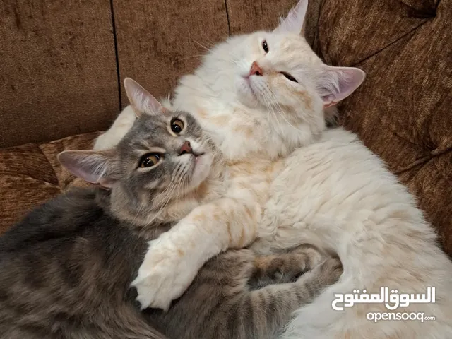 قطط للتبني