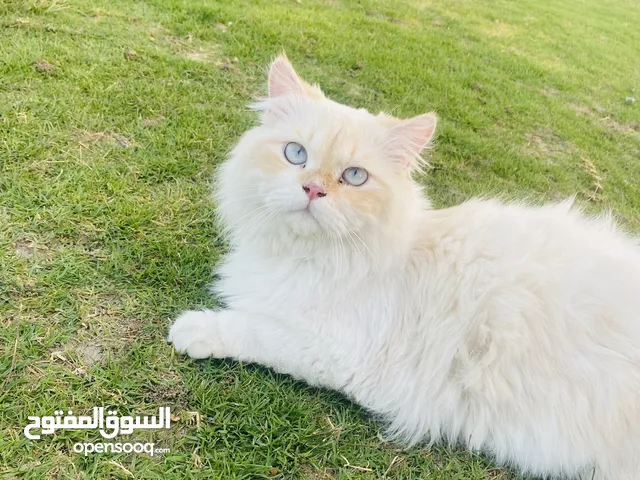 Birman Cat for Free Adoption